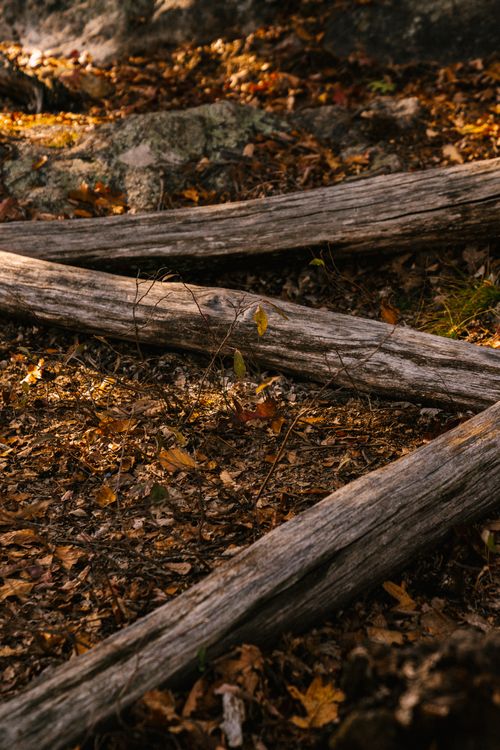 Free From above of fallen tree trunks on ground covered with dry leaves in autumn forest Stock Photo