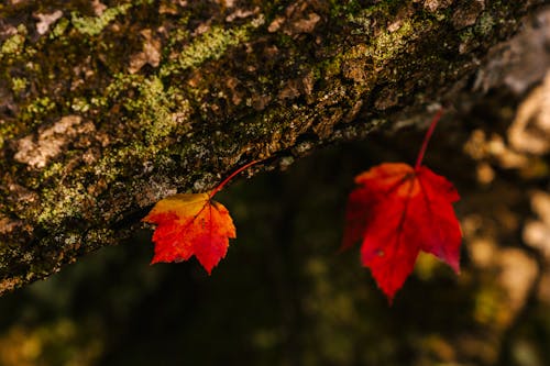 Základová fotografie zdarma na téma barevný, botanický, část