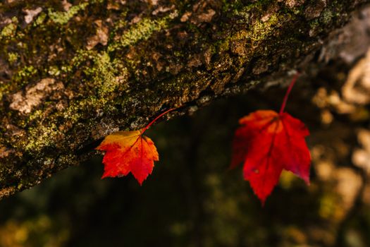 Closeup of small yellow and red dry maple leaves on bark of tree in forest