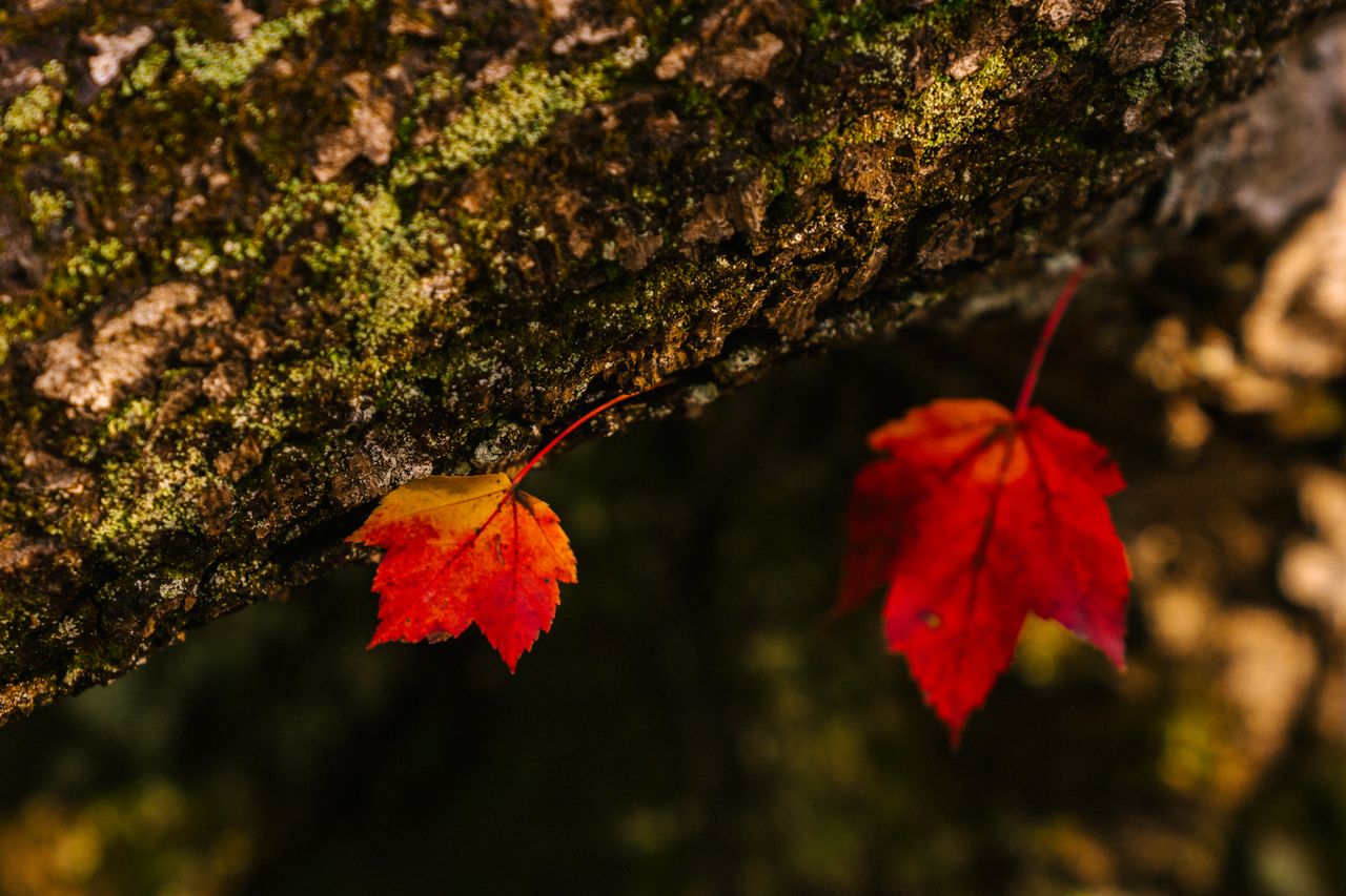 closeup of small yellow and red dry maple leaves on bark of tree in fo