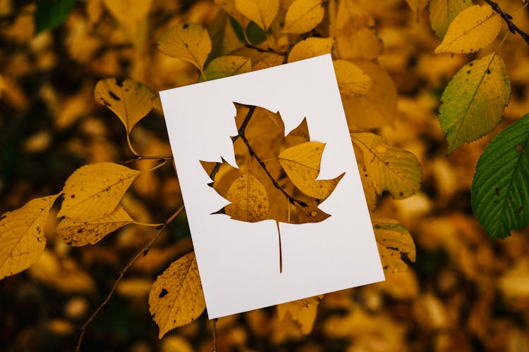 Stencil Of Leaf Against Foliage