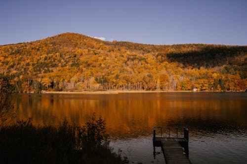 Floresta De Outono Perto De Lago Calmo