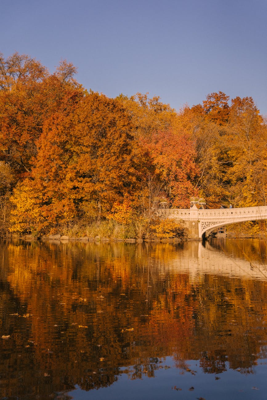 Bridge over river near forest · Free Stock Photo