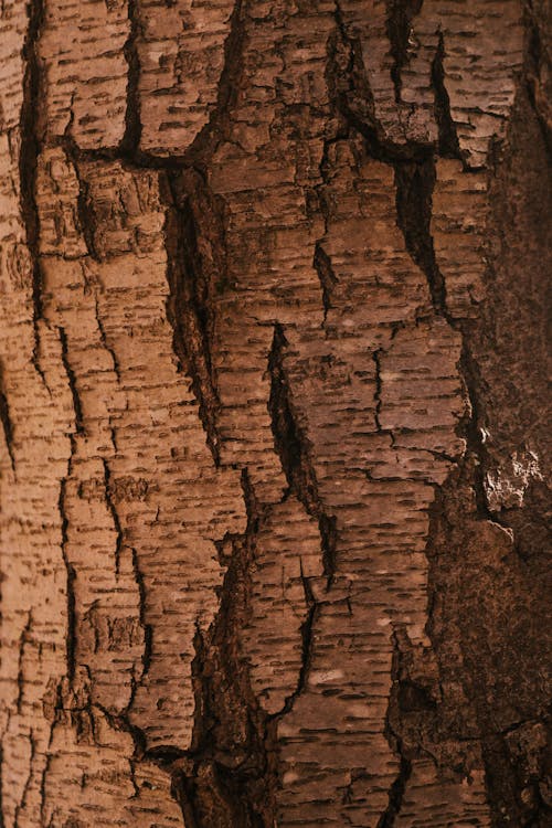 Dark textured dry bark of tree trunk with cracks and rough surface in forest