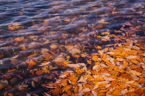 湖の流れる水の中の葉