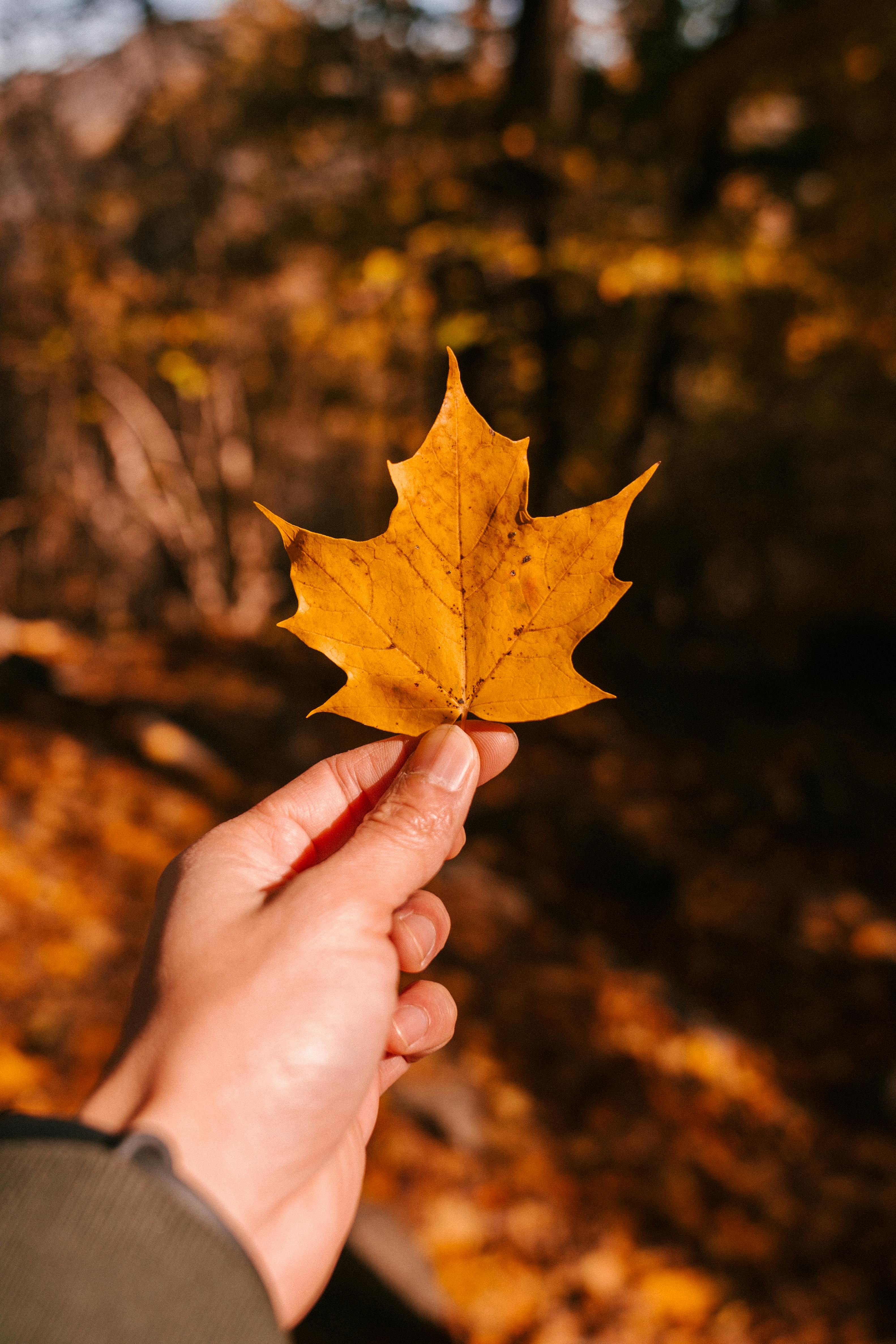 crop person with autumn leaf in hand