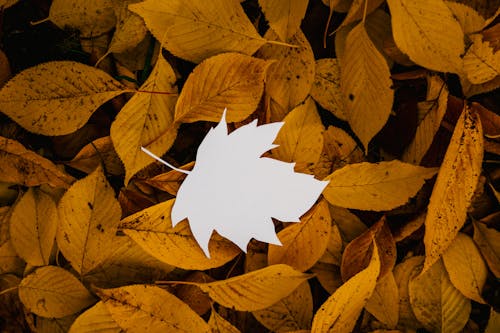 Cutout paper leaf on natural fallen foliage