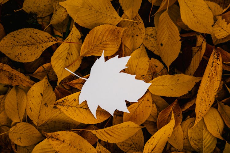 Cutout Paper Leaf On Natural Fallen Foliage