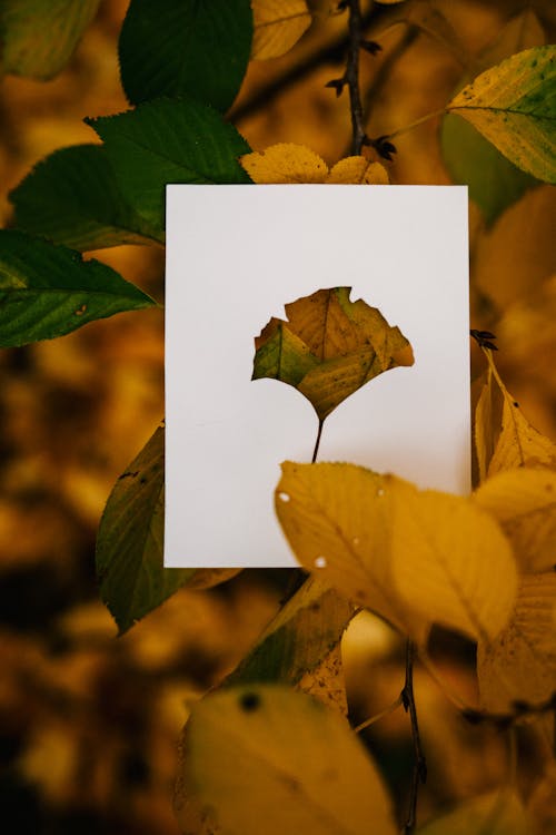 Simple white card with cutout leaf placed on vivid foliage of woods in autumn time