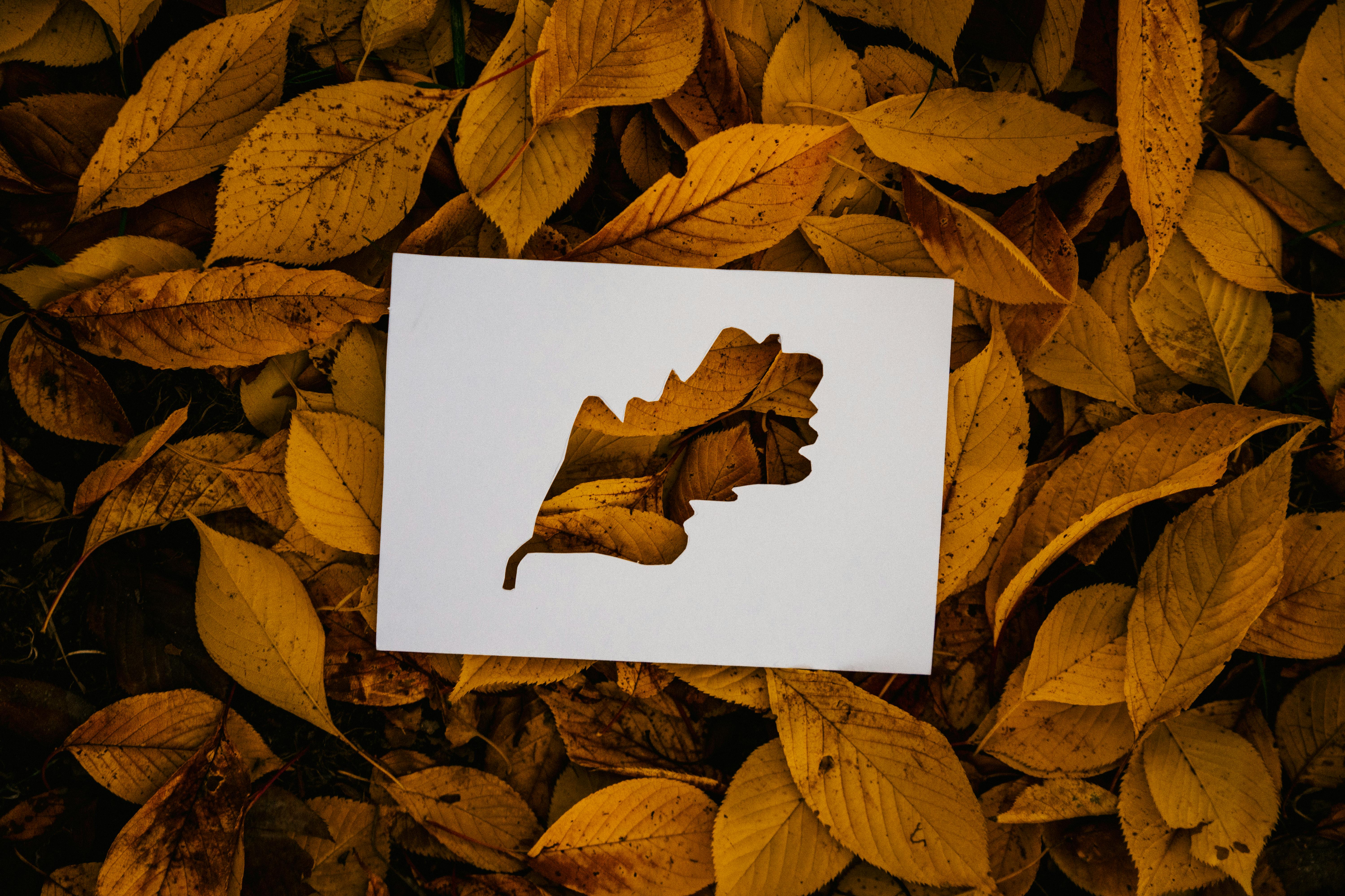 simple cutout card on fallen foliage