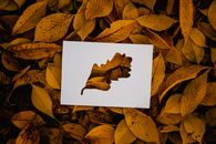 剪纸艺术在秋叶中展现橡树叶的构图