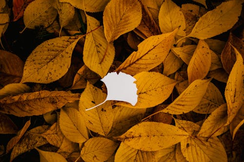 Top view of vivid autumn foliage with small cutout paper leaf on top in woods