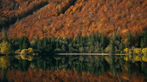 Brown Trees Beside Lake