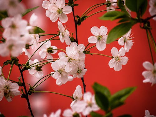 White Cherry Blossoms in Close Up Photography