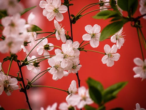 Kostnadsfri bild av blommor, blomning, delikat