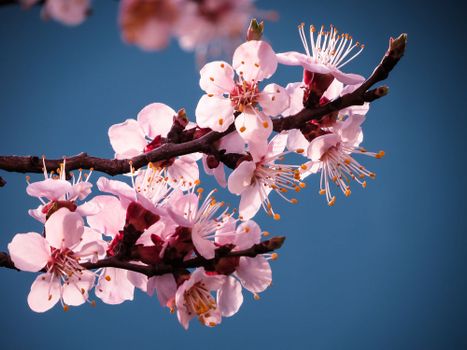 晴空下盛开的樱花特写，充满活力