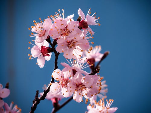 Close-Up Photo of Light Pink Cherry Blossoms in Bloom