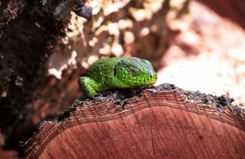 Foto d'estoc gratuïta de animal, camaleó, descansant