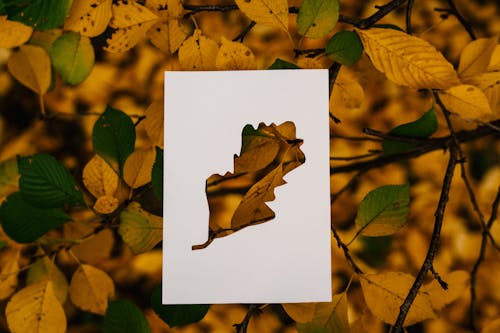Autumn foliage on tree with paper card