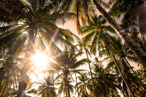 Free Sunny day with bright sunlight streaming through lush coconut palm trees in a tropical setting. Stock Photo