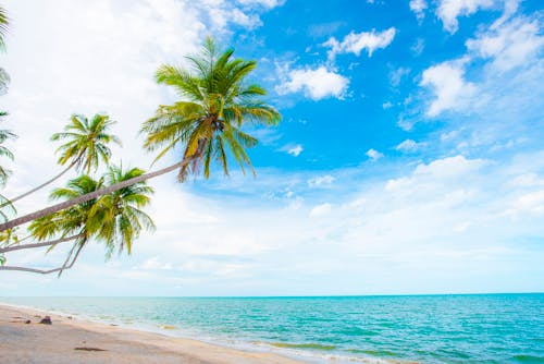 Photo of Green Palm Trees Near the Sea