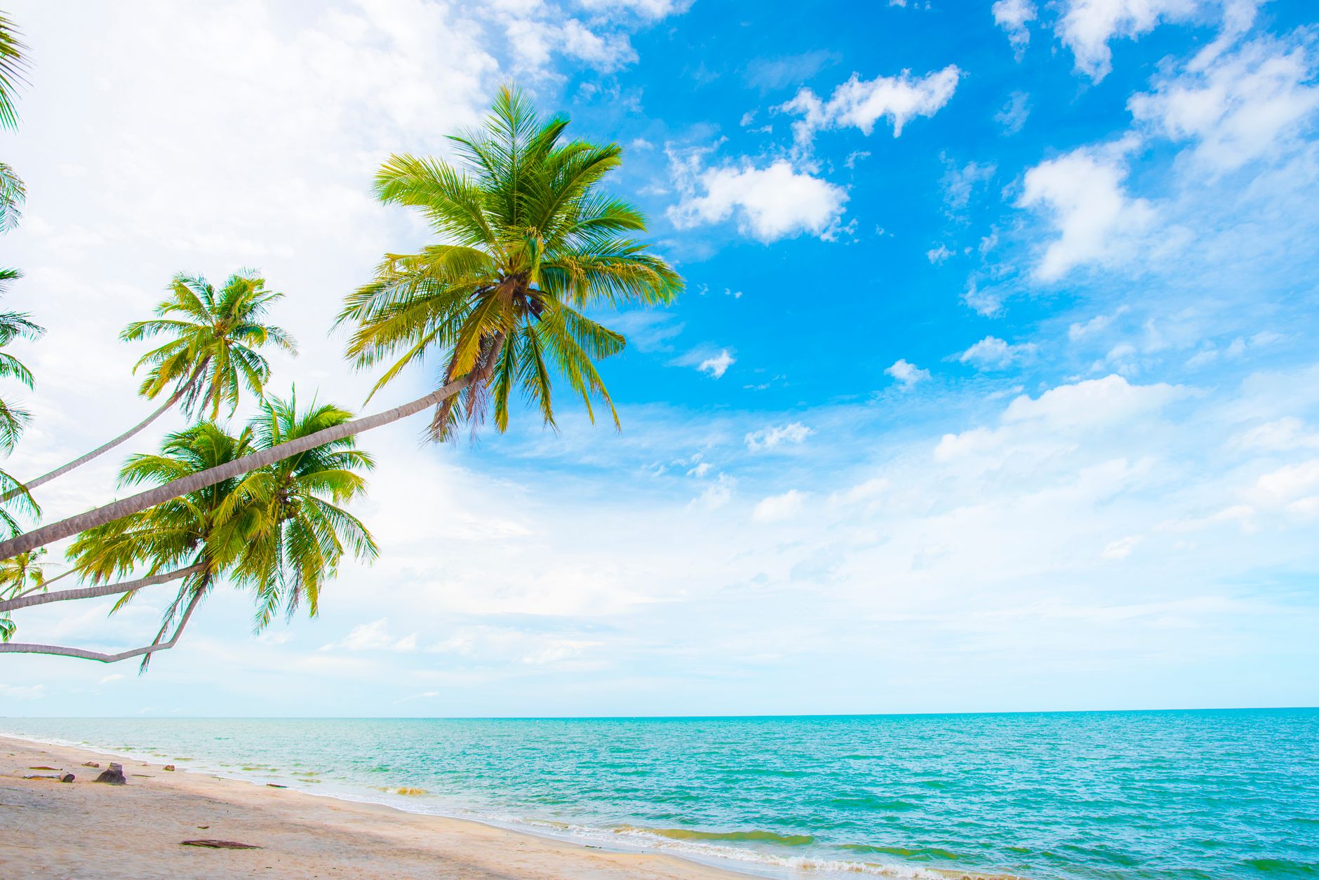 Stunning tropical beach with tall palm trees against a vivid blue Pacific sky — the Azuero Peninsula coastline that makes Pedasí a destination for travelers and buyers alike.