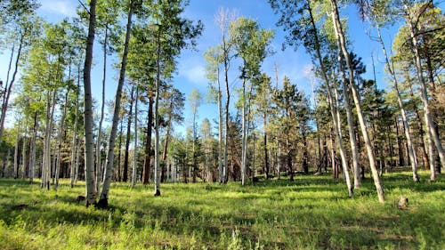 Бесплатное стоковое фото с зеленые деревья, лесные деревья, осиновые деревья