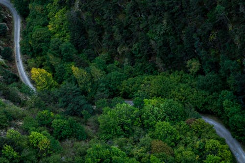 Základová fotografie zdarma na téma les, letecká fotografie, silnice