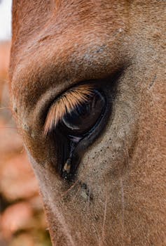 Intimate close-up of a horse's eye and eyelashes, showcasing texture and detail.