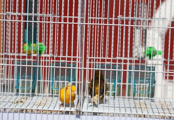 جدید اور روایتی انداز