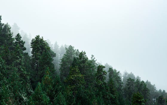 A serene view of a mist-covered green forest, creating a tranquil atmosphere.
