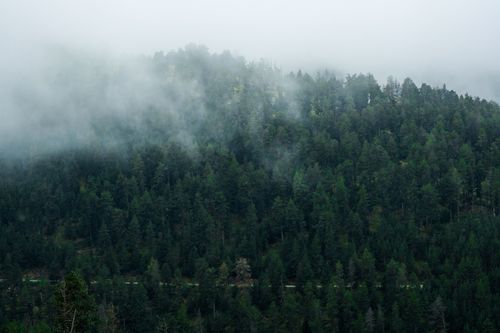 Free Serene view of a mist-covered evergreen forest during daytime. Stock Photo