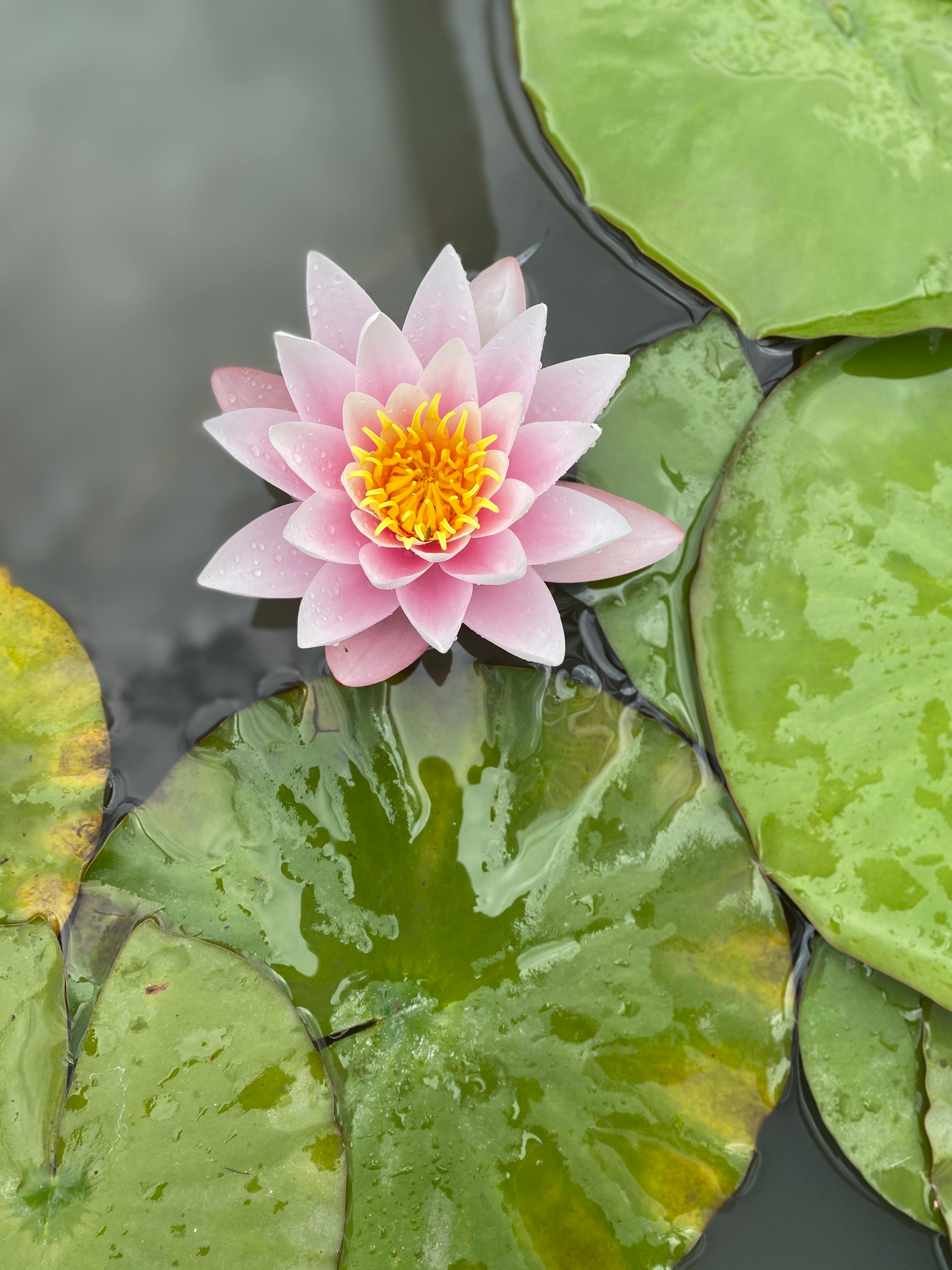 Pink Lotus Flower in Bloom · Free Stock Photo