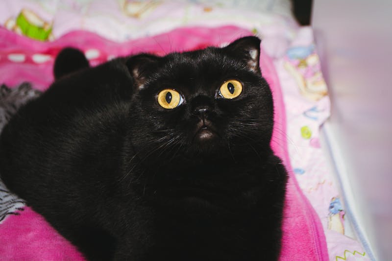 Страх сказать 'нет'