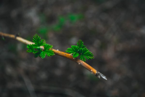 Khai trương cửa hàng