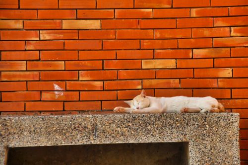 Free A peaceful domestic cat naps against a vibrant orange brick wall, showcasing a tranquil moment. Stock Photo