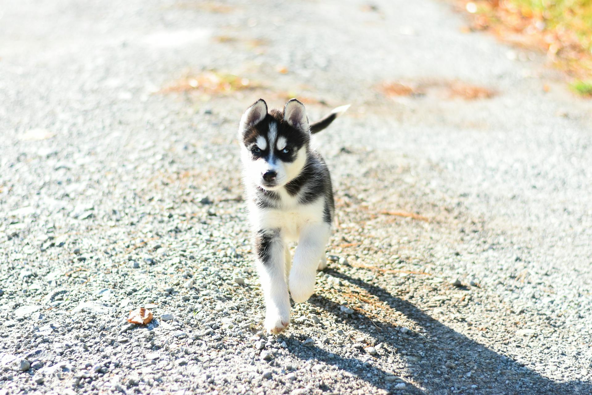 Vit och svart sibirisk huskyvalp på stenig mark