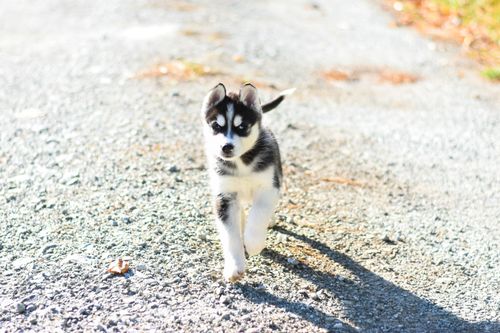 Free Adorable Siberian Husky puppy energetically running on a sunny day. Stock Photo