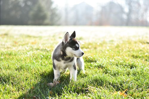 Free Cute Siberian husky puppy exploring a grassy field on a sunny day. Stock Photo
