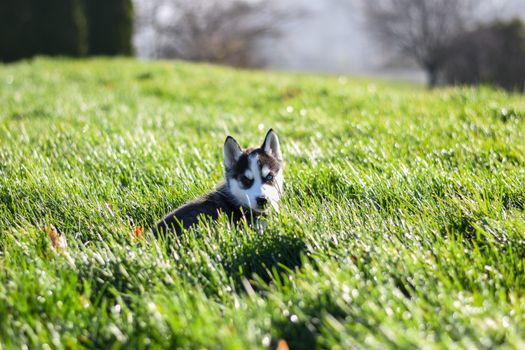 A cute Siberian Husky puppy with blue eyes sitting on vibrant green grass outdoors.