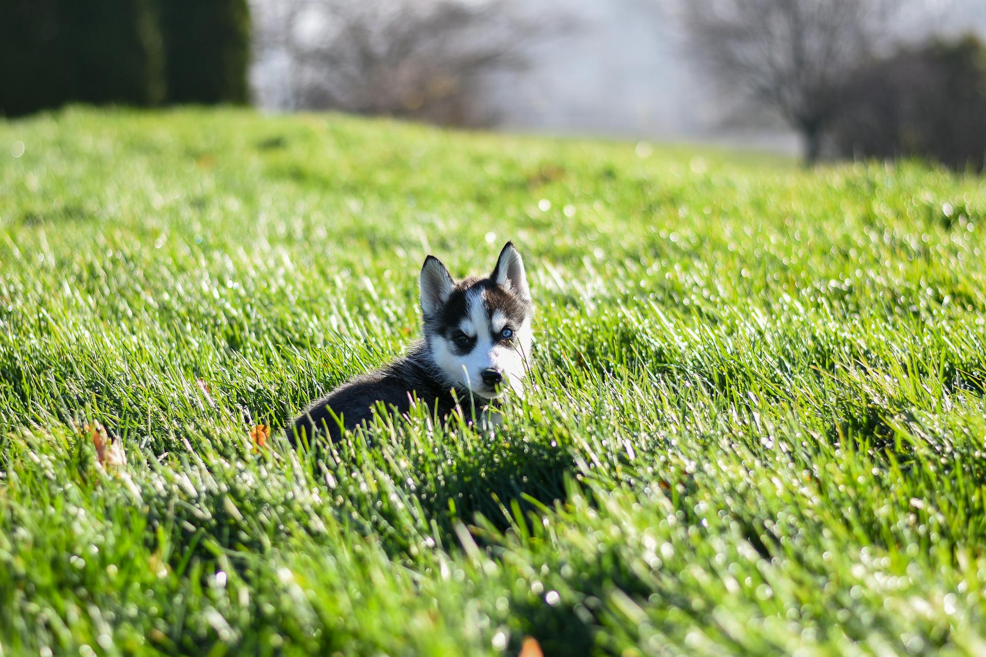 Black and White Siberian Husky Puppy on Green Grass Field