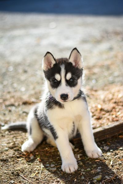 Siberian husky puppy sitting outdoors