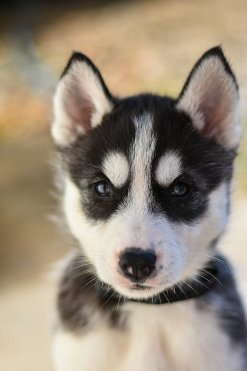 Close Up Photo of a Puppy