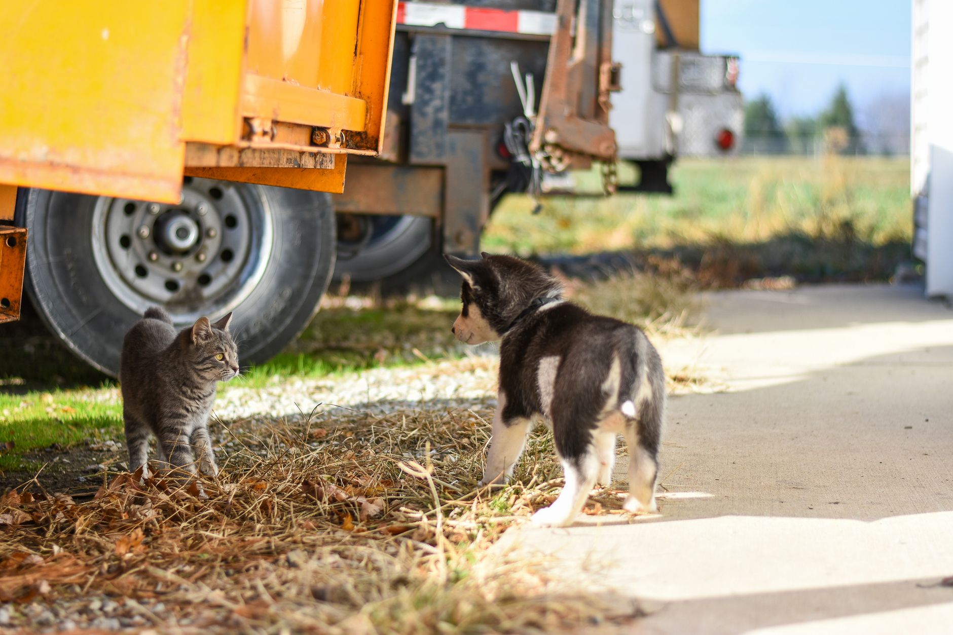 A puppy meeting and sniffing another dog outdoors on a leash