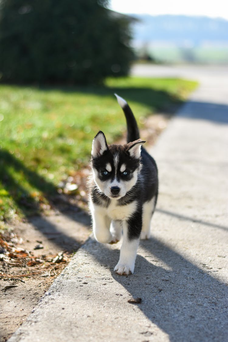 Black And White Siberian Husky Walking On A Paved Road