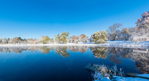 Безкоштовне стокове фото на тему «блакитне небо, зелені дерева, зима»