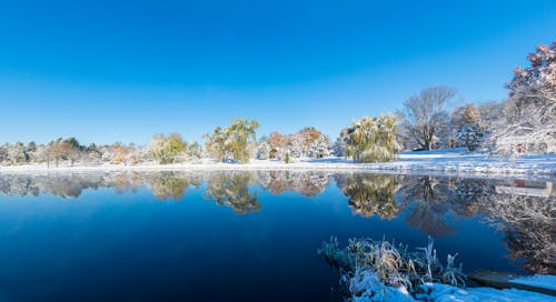 Lake Surrounded by Green Trees Under the Blue Sky