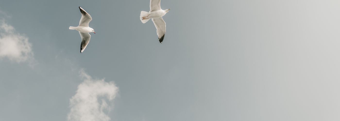 1 Million Royalty Free Images Pexels