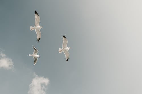 Gratis Pájaro Blanco Y Negro Volando Bajo Nubes Blancas Foto de stock