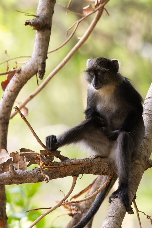 Free Close-up of a black and white colobus monkey sitting on a tree branch in Kenya. Stock Photo
